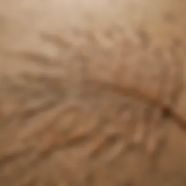 A close-up of intricate patterns on an appletree sand rail leaf