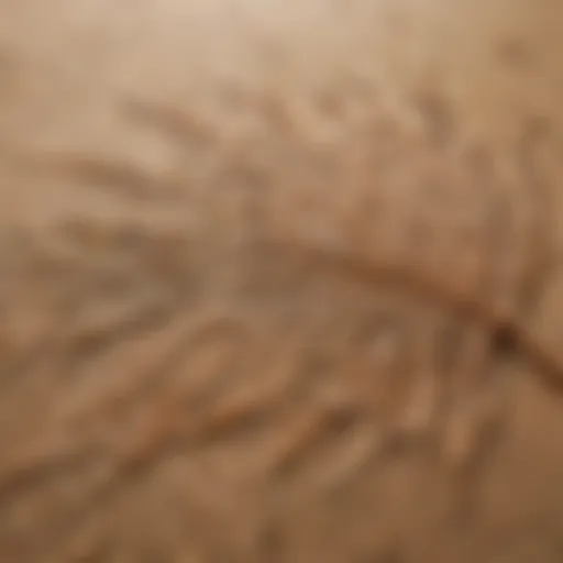 A close-up of intricate patterns on an appletree sand rail leaf