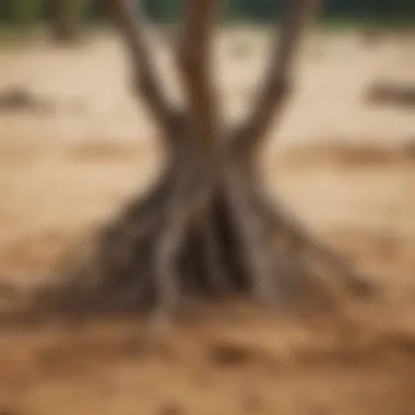 A detailed view of the roots system of an appletree sand rail