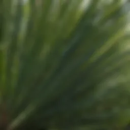 Exotic Coconut Palm Leaves Swirling in St. Lucia