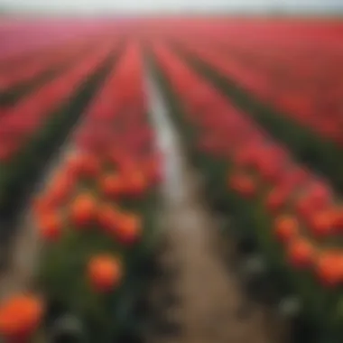 Colorful Tulip Fields in Zeeland