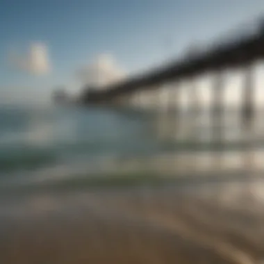 Diverse Flora and Fauna at Clearwater Pier