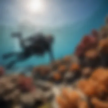 Diver Exploring Coral Reef A captivating underwater scene featuring a diver exploring a vibrant coral reef, highlighting marine adventure.