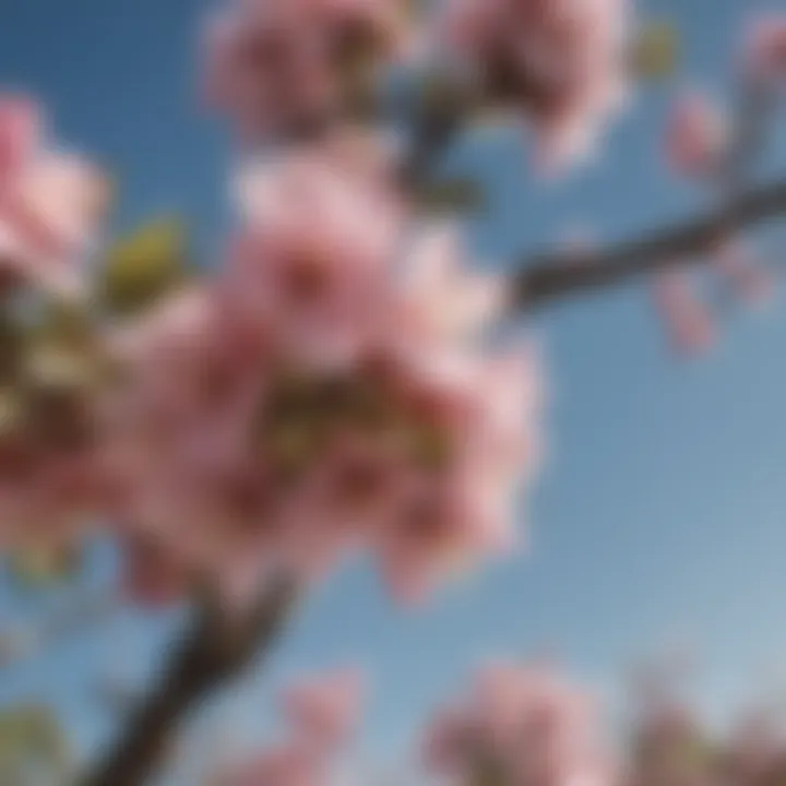 Lush Jazz Apple Tree Blossoms in Spring