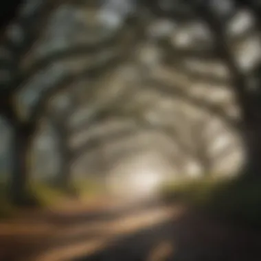 Majestic Oak Trees on Jekyll Island