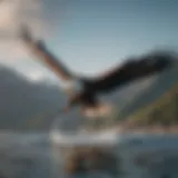 Majestic Bald Eagle soaring over Boundry Bay