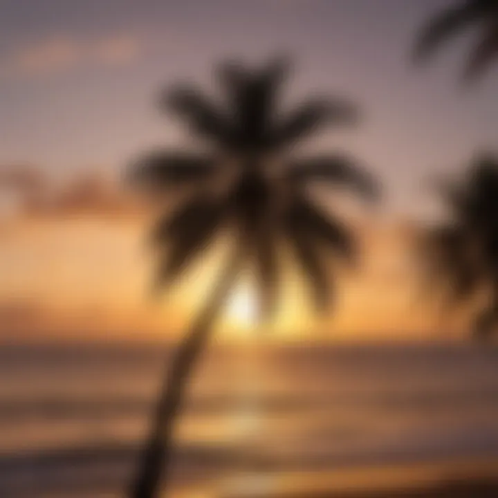 Majestic Coconut Palm Tree Silhouetted Against St. Lucia Sunset