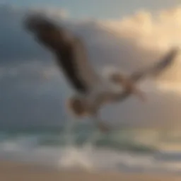 Majestic Pelican soaring over Tiger Tail Beach