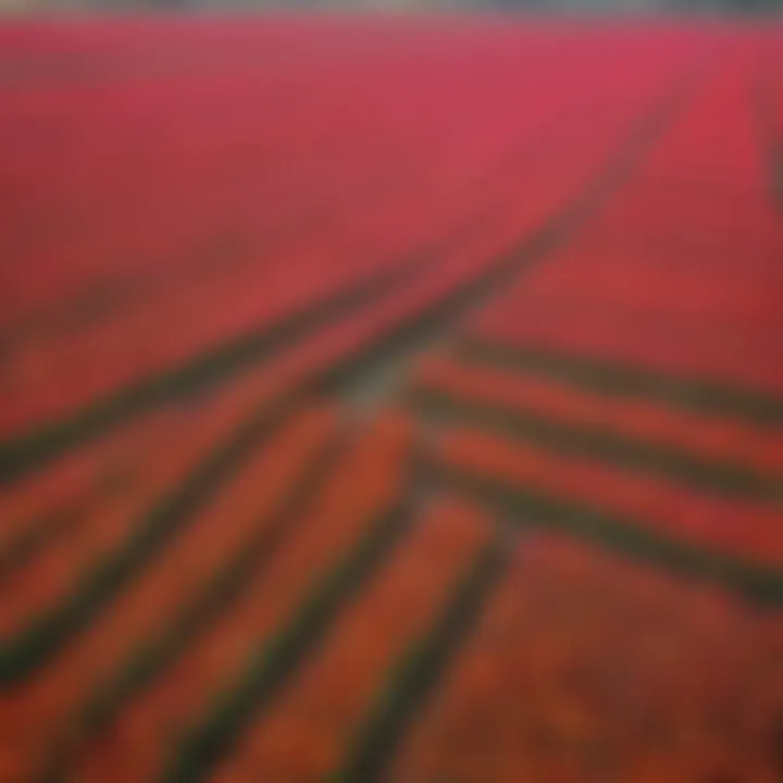 Vibrant Tulip Fields in Full Bloom on Texel